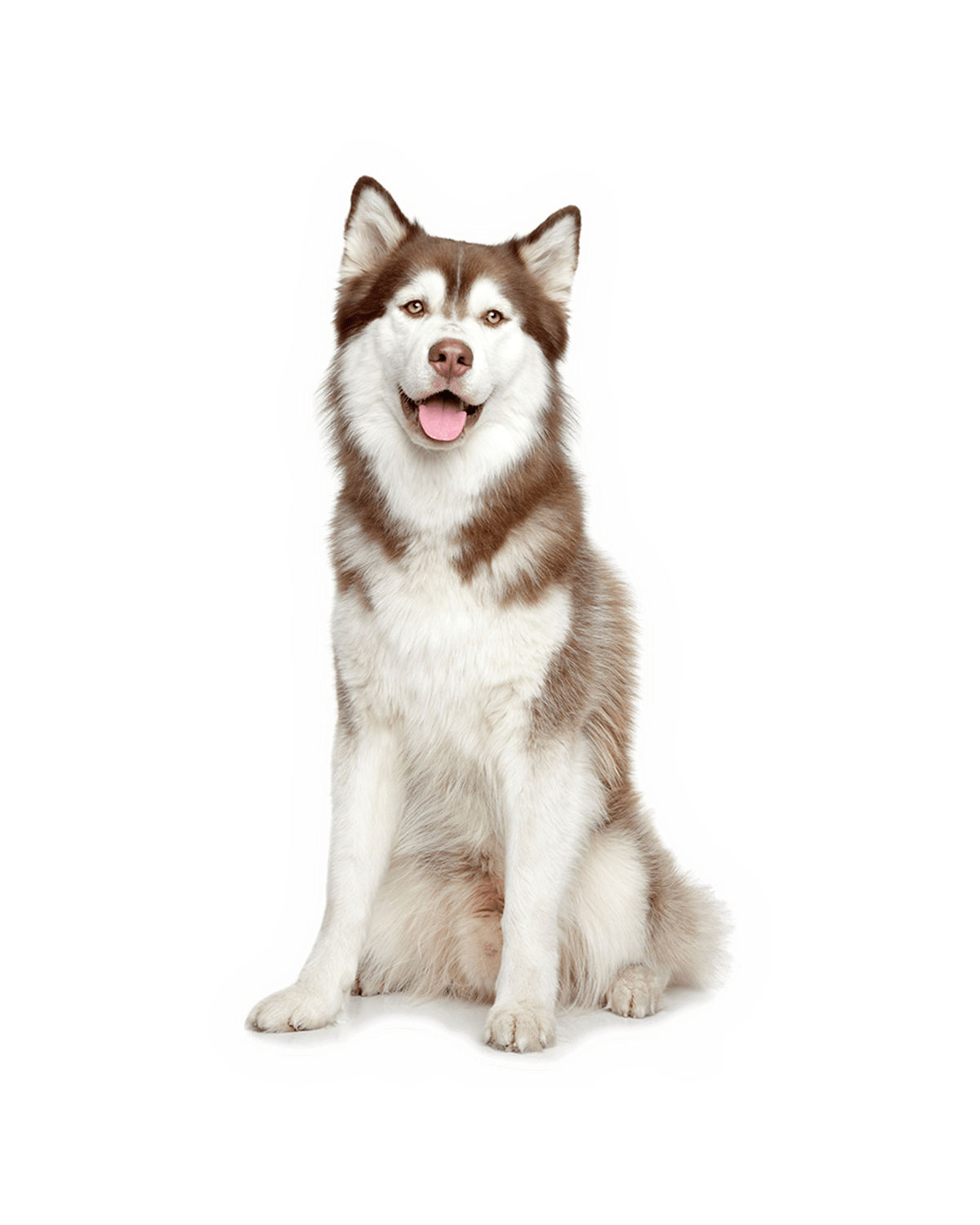 Hill's Science Plan Medium Puppy Food With Chicken (14kg)